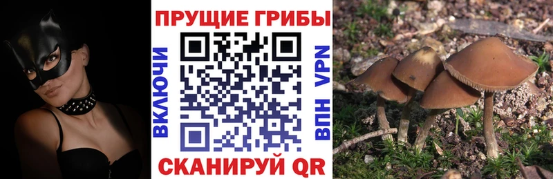 Псилоцибиновые грибы мицелий  закладки  Новозыбков 